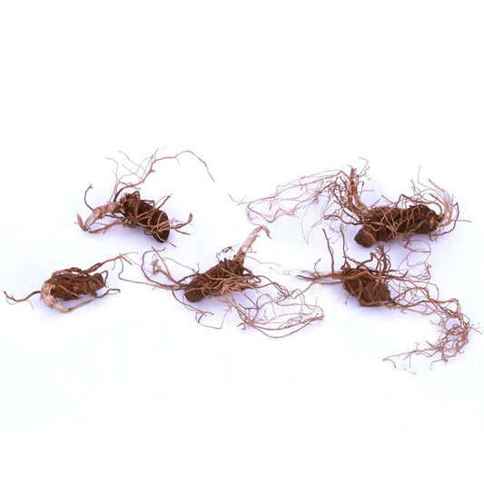 Trillium erectum Red