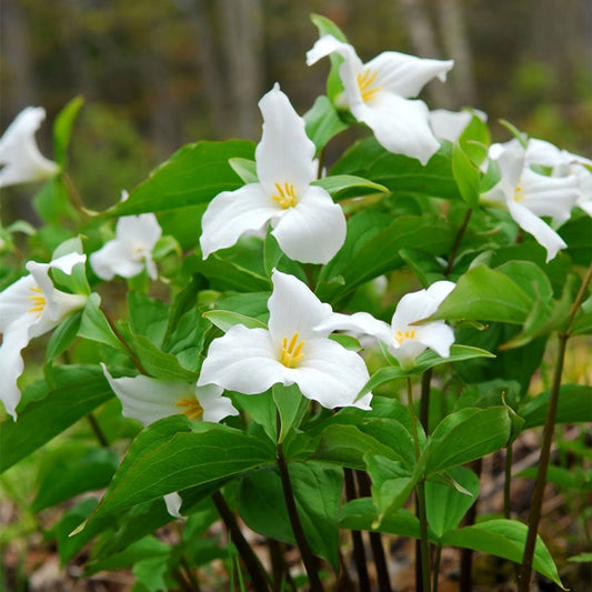 Trillium grandiflorum White