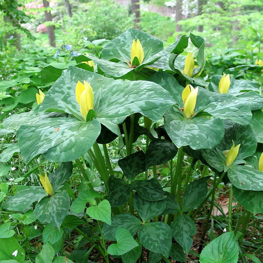 Trillium luteum Yellow