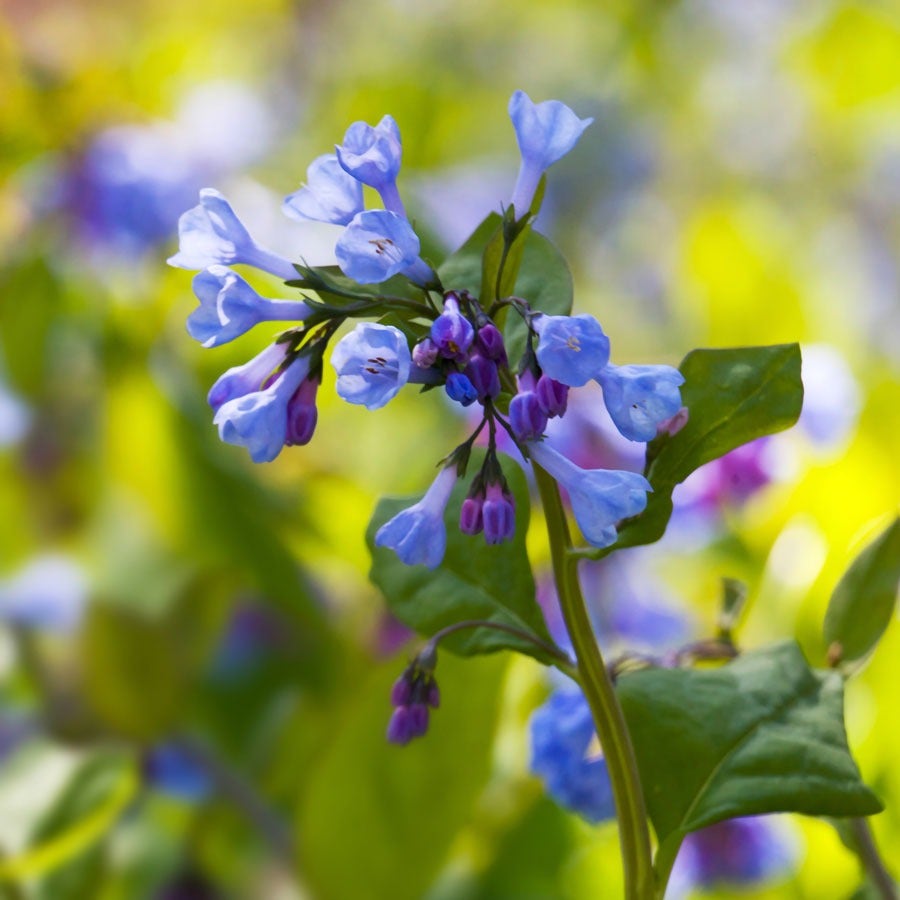 Mertensia Virginia Bluebells