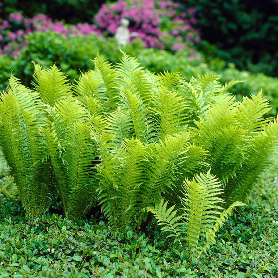 Matteuccia Ostrich Fern