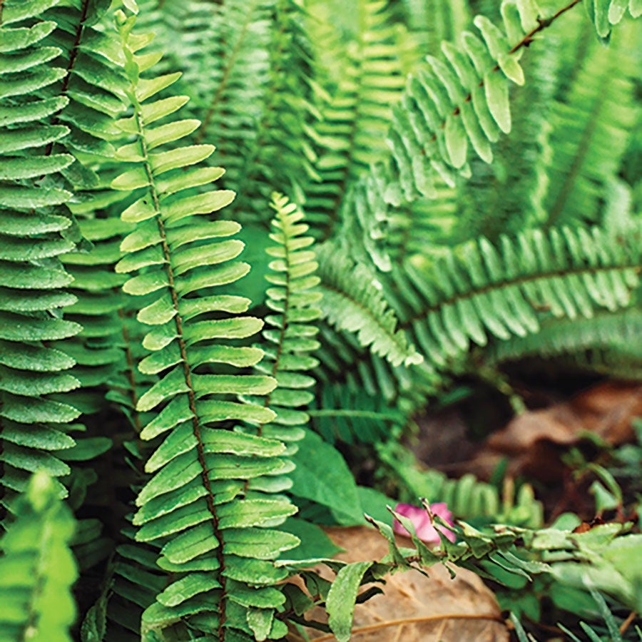 Polystichum Christmas Fern