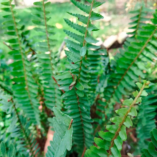 Polystichum Christmas Fern