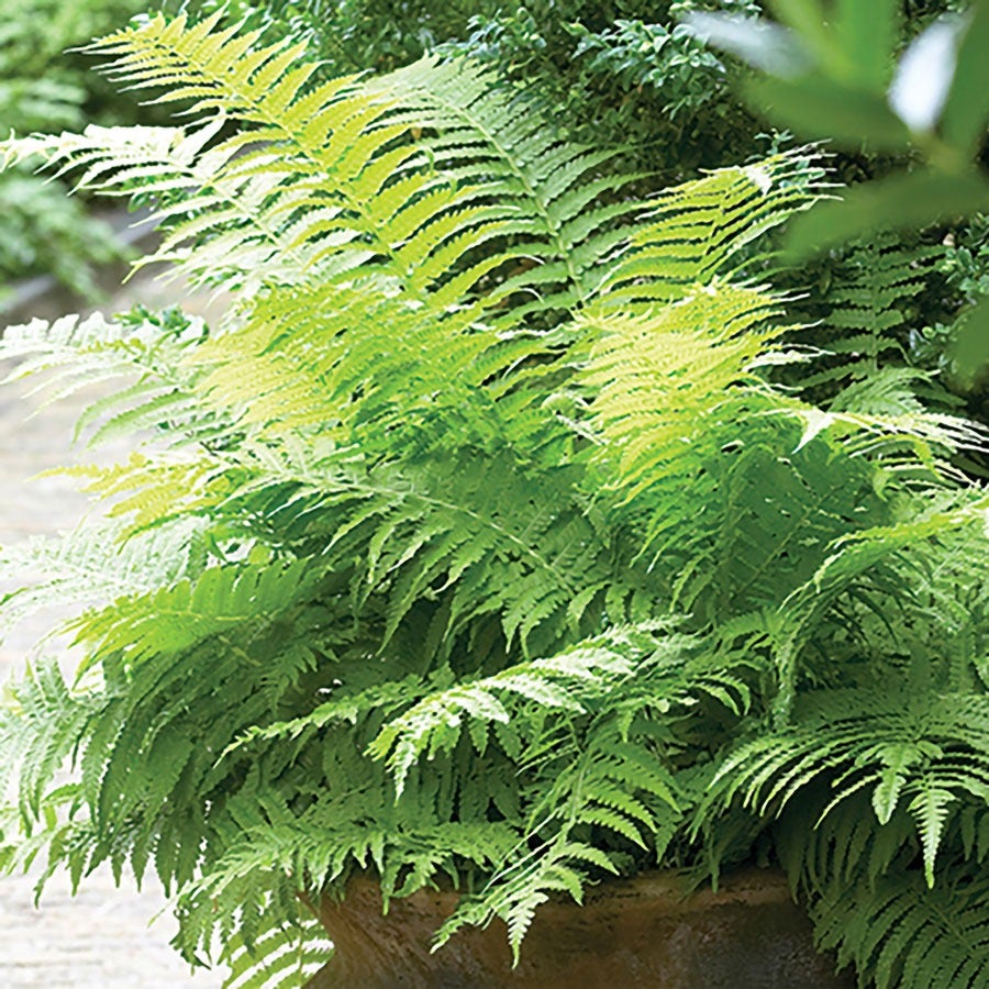 Athyrium Lady Fern
