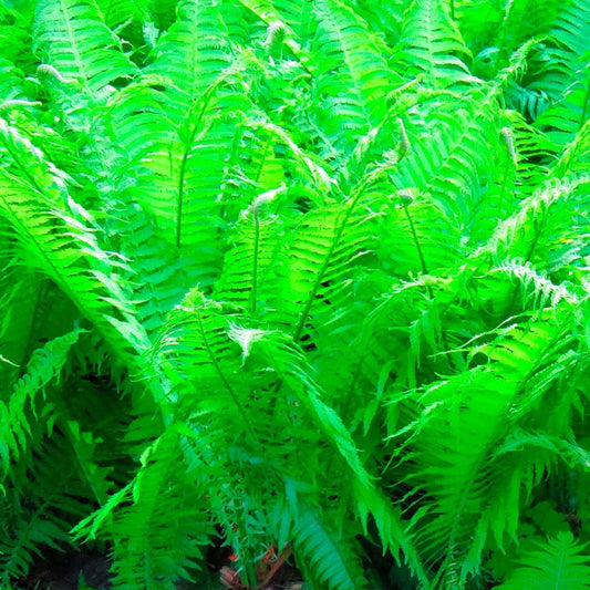 Athyrium Lady Fern