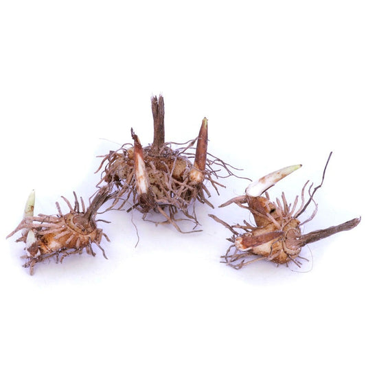 Bletilla Hardy Garden Orchid