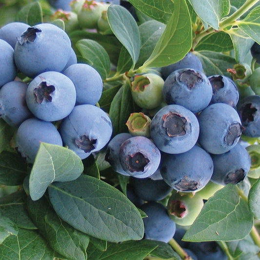 Vaccinium Blueberry Patch Blend Easy Fruit Kit
