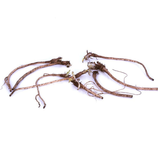 Papaver 'Ruffled Princess of Orange' Poppy