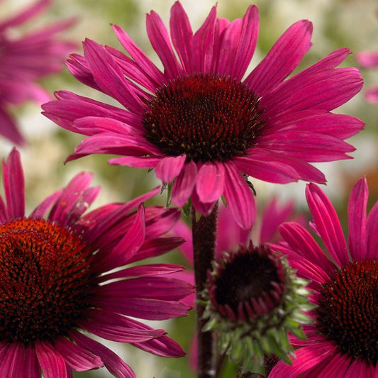 Echinacea 'Fatal Attraction' Coneflower