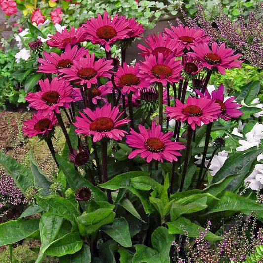 Echinacea 'Fatal Attraction' Coneflower
