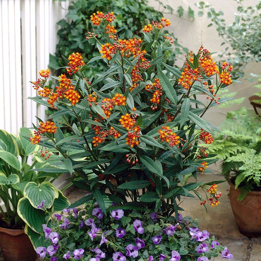 Asclepias Gay Butterfly Milkweed