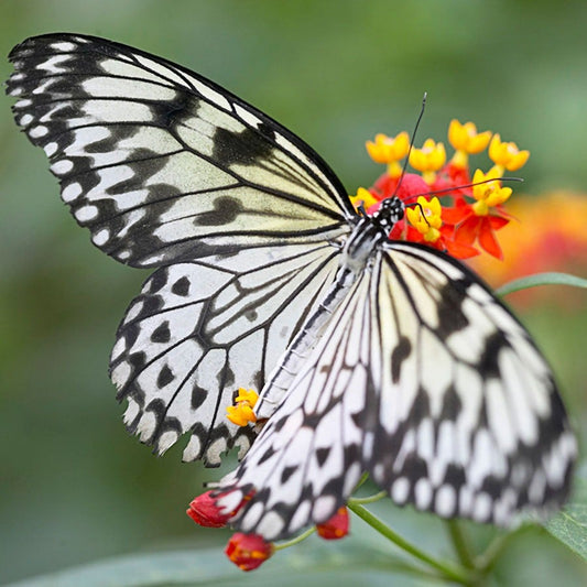 Asclepias Gay Butterfly Milkweed