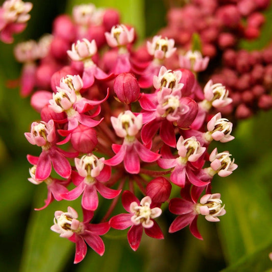 Asclepias 'Soulmate' Milkweed