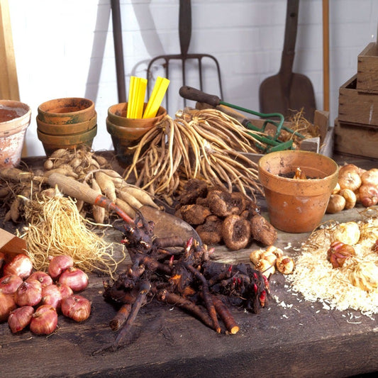 Asclepias 'Soulmate' Milkweed