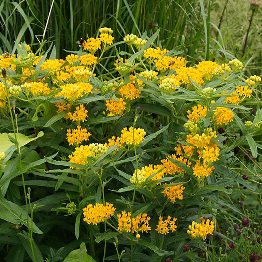 Asclepias 'Hello Yellow' Milkweed