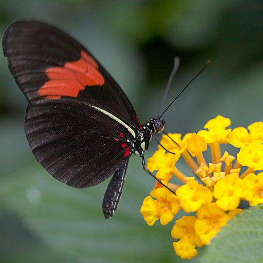 Asclepias 'Hello Yellow' Milkweed