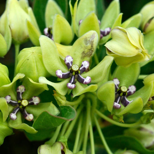 Asclepias Green Beauty Milkweed