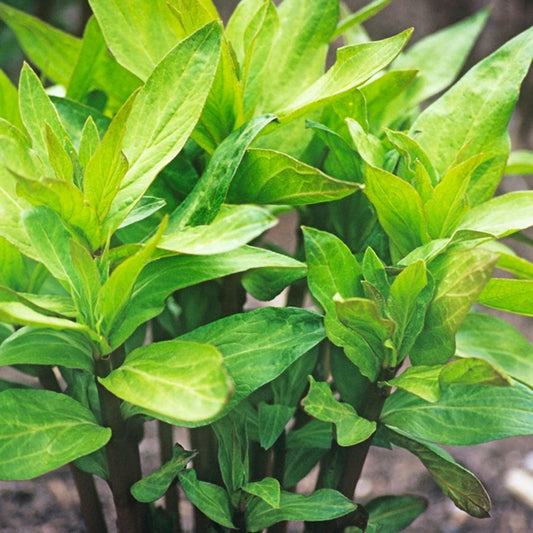 Asclepias Green Beauty Milkweed