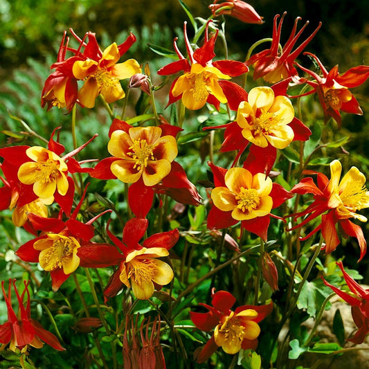 Aquilegia 'Crimson Star' Columbine