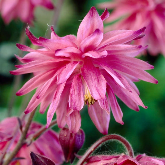 Aquilegia Artisian Blend Columbine