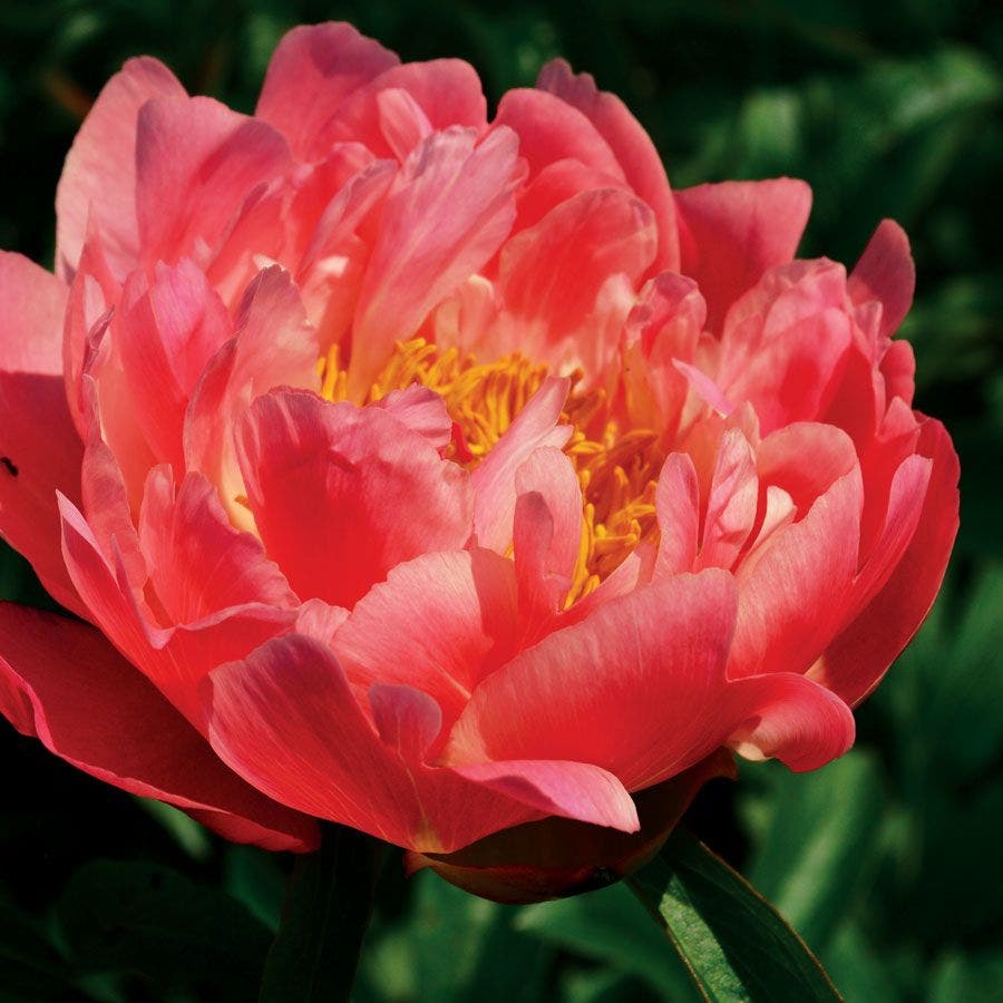 Paeonia 'Coral Charm'