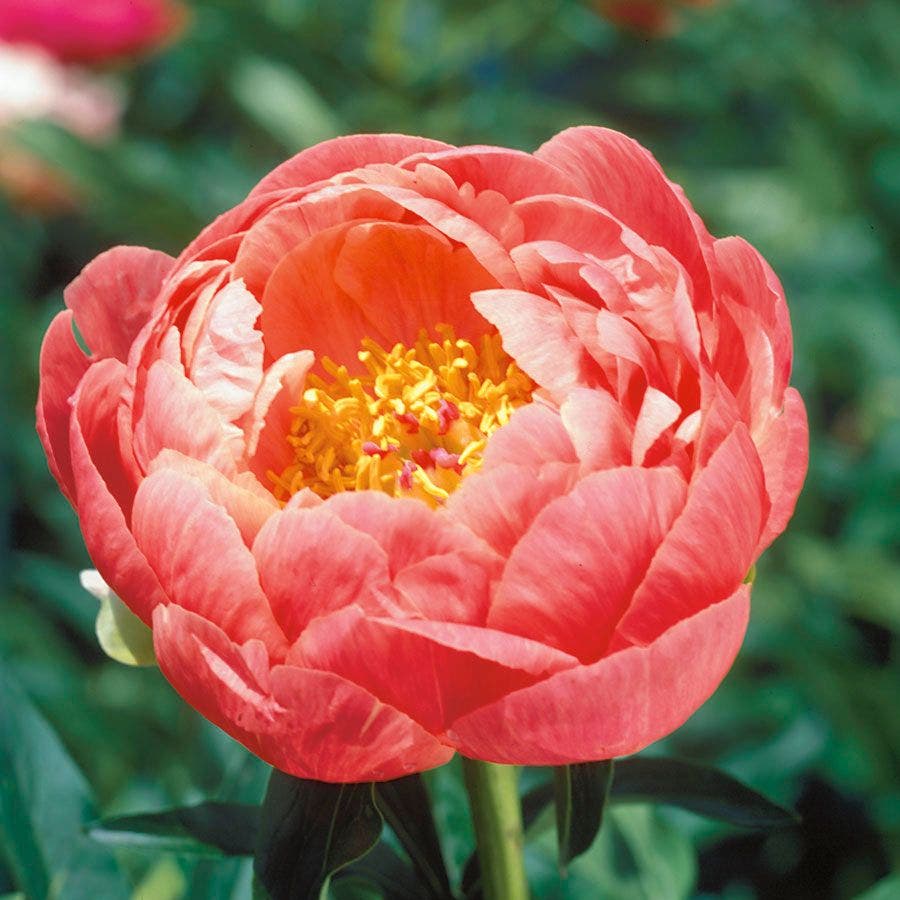 Paeonia 'Coral Charm'