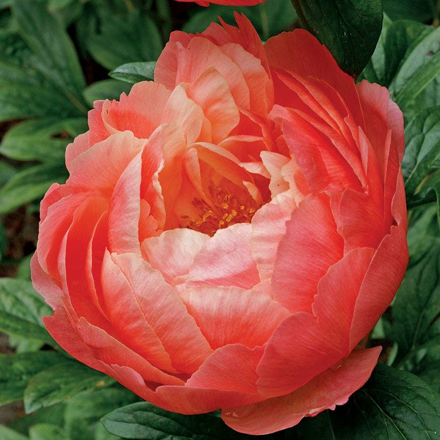 Paeonia 'Coral Charm'