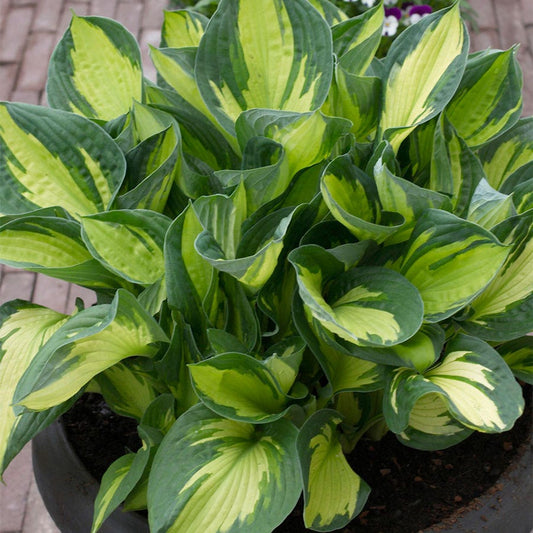 Hosta 'Whirlwind' Plantain Lily