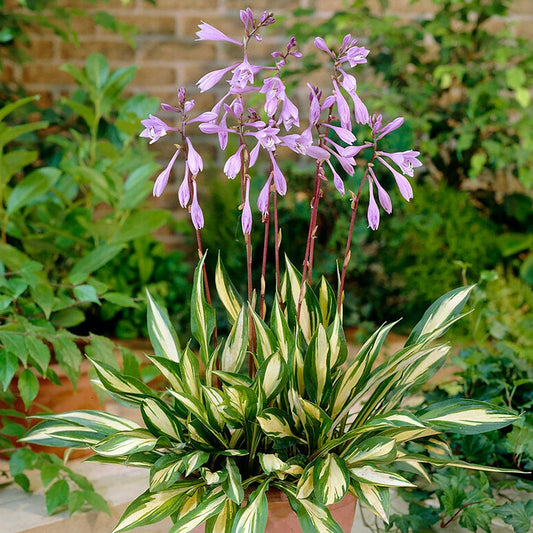 Hosta 'Cherry Berry' Plantain Lily
