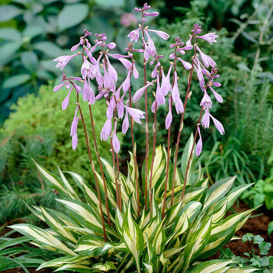 Hosta 'Cherry Berry' Plantain Lily