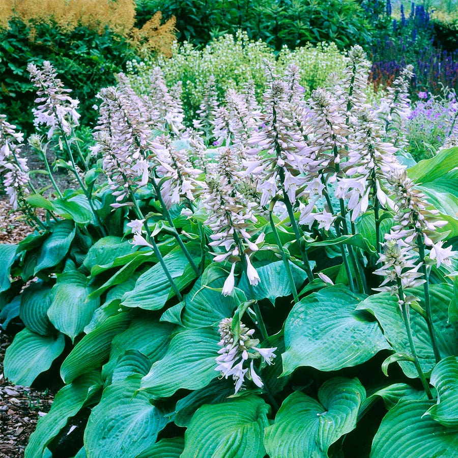 hosta plantain lily flower Hosta 'Blue Angel' Plantain Lily