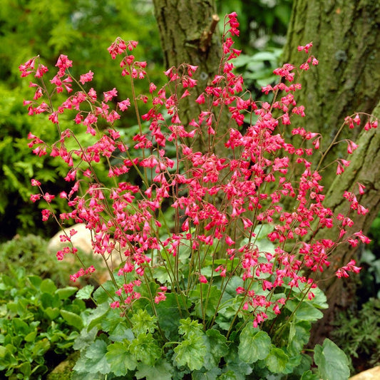 Heuchera Firefly Coral Bells
