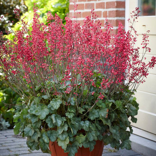 Heuchera Firefly Coral Bells