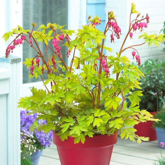 Dicentra 'Gold Heart' Bleeding Heart
