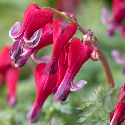 Dicentra 'Fire Island' Bleeding Heart