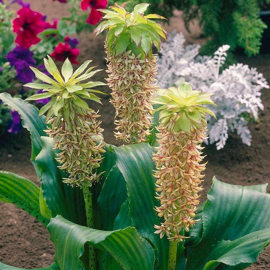 eucomis pineapple plant Eucomis bicolor Pineapple Lily Bulbs