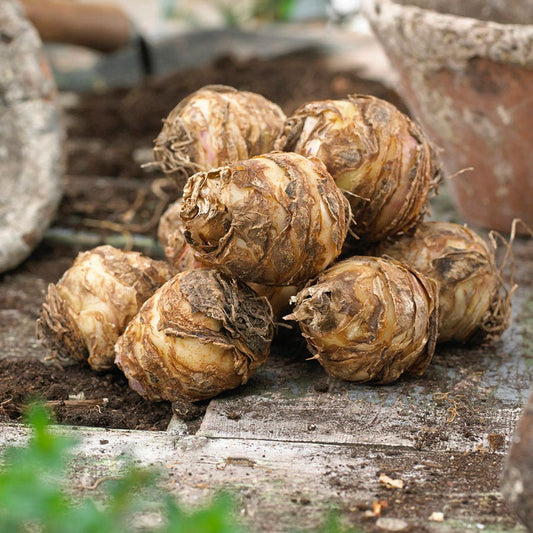 Eucomis bicolor Pineapple Lily Bulbs