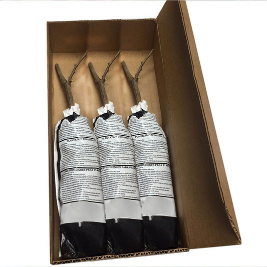 Carya Pecan Tree Collection