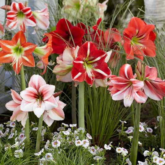 Hippeastrum Mixed Amaryllis Bulbs