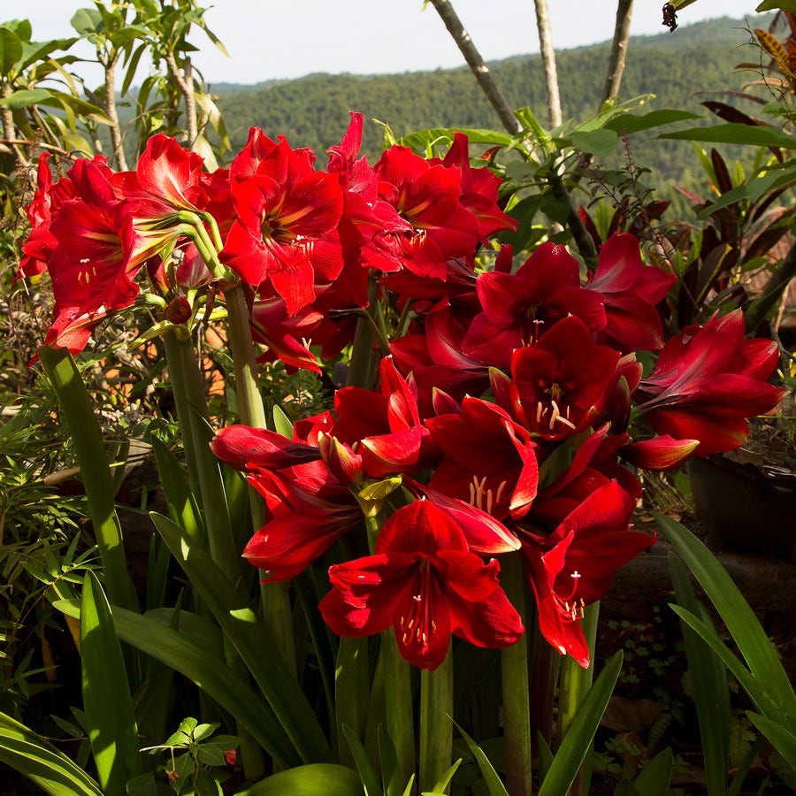 cactus soil for amaryllis Hippeastrum Red Southern Landscape Amaryllis Bulbs