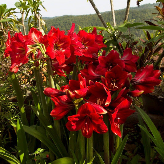 Hippeastrum Red Southern Landscape Amaryllis Bulbs