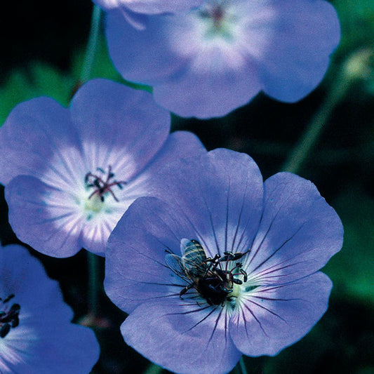 Geranium 'Rozanne'