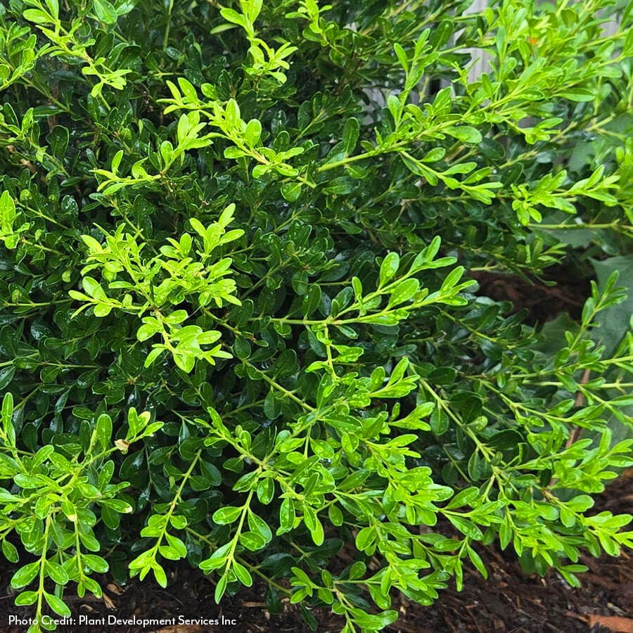 Buxus Better Boxwood® Skylight™