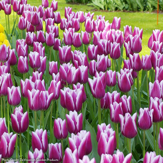 Tulipa Synaeda Blue Tulip Bulbs
