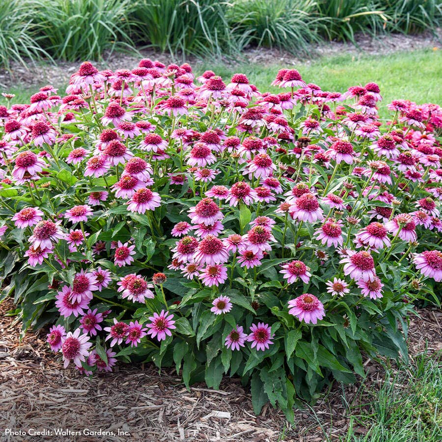 Echinacea Double Coded™ 'Everything's Rosy' Coneflower