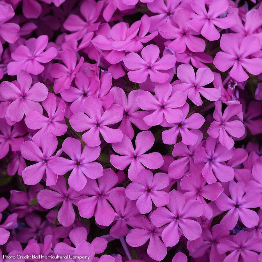 Phlox Candy Cloud™ Dark Pink Creeping Phlox