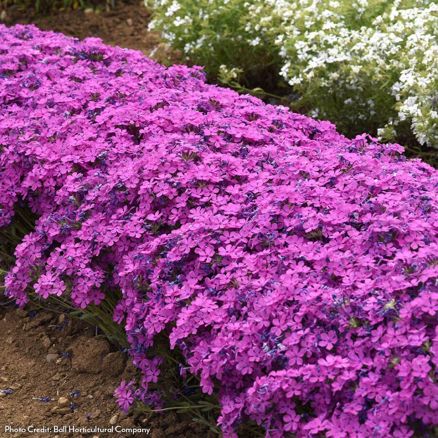 Phlox Candy Cloud™ Dark Pink Creeping Phlox