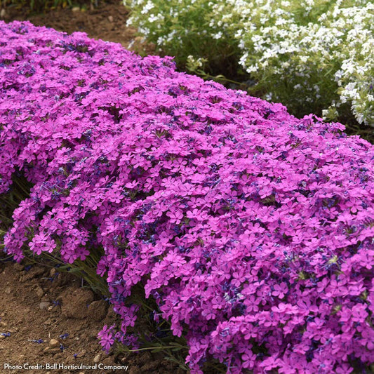Phlox Candy Cloud™ Dark Pink Creeping Phlox