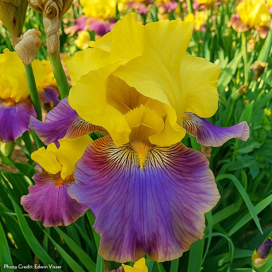 Iris Sunrise at Sea Reblooming Bearded Iris