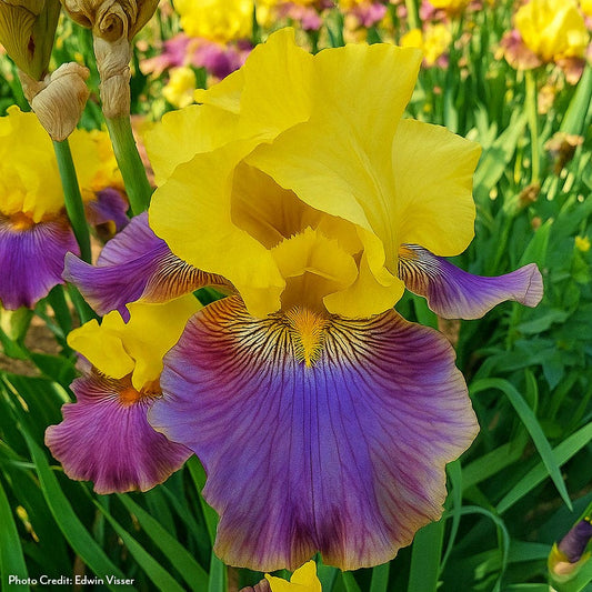 Iris Sunrise at Sea Reblooming Bearded Iris